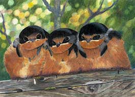 colored pencil  by Keith Artz